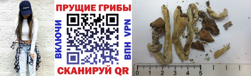 дарнет шоп  Барыш  Псилоцибиновые грибы Magic Shrooms 
